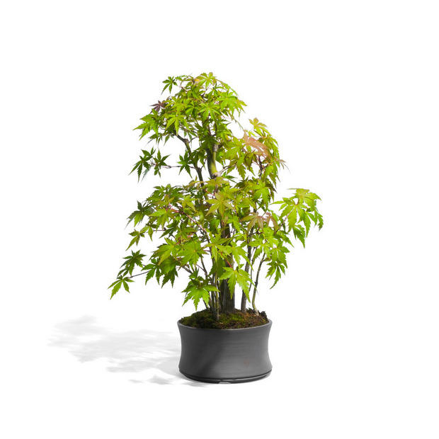 もみじ -寄せ植え- （推定樹齢10年） 詳細画像